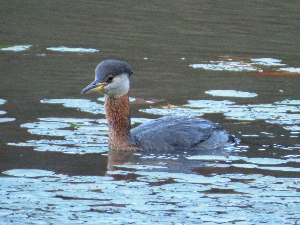 Red-necked Grebe - ML66497341