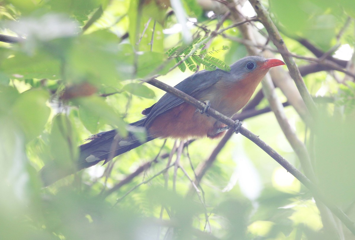 Red-billed Malkoha - Neoh Hor Kee