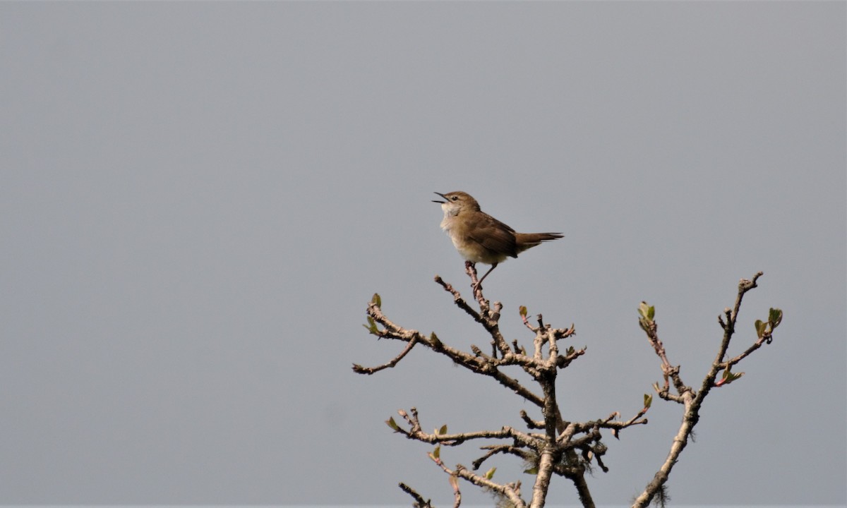 West Himalayan Bush Warbler - ML66497891