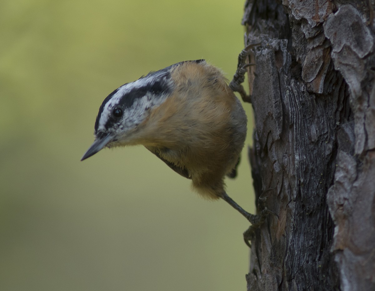 Red-breasted Nuthatch - Graham Dey