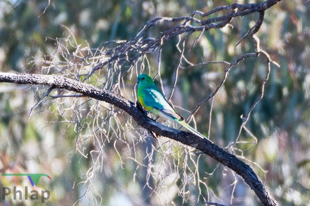 Red-rumped Parrot - ML66500031