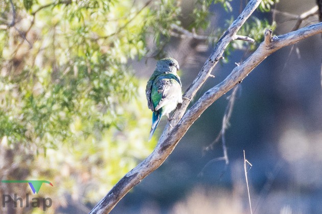 Red-rumped Parrot - ML66500041