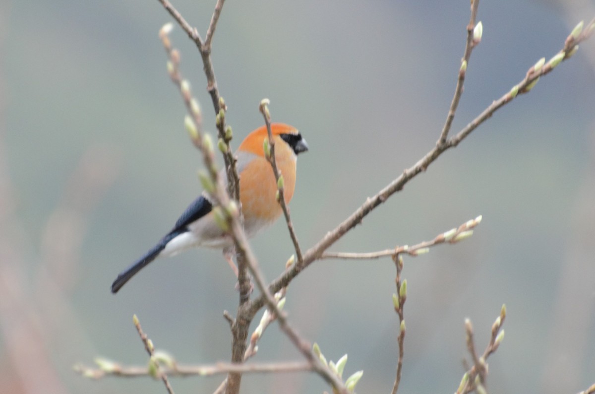 Red-headed Bullfinch - Hathan Chaudhary