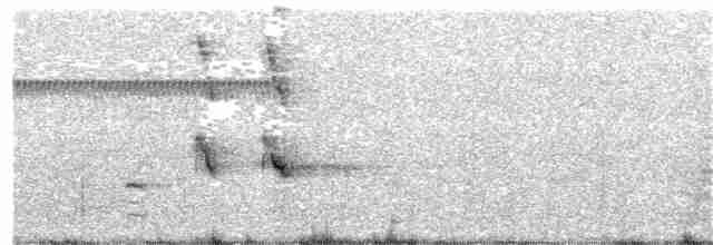 Boat-tailed Grackle (westoni) - ML66502771