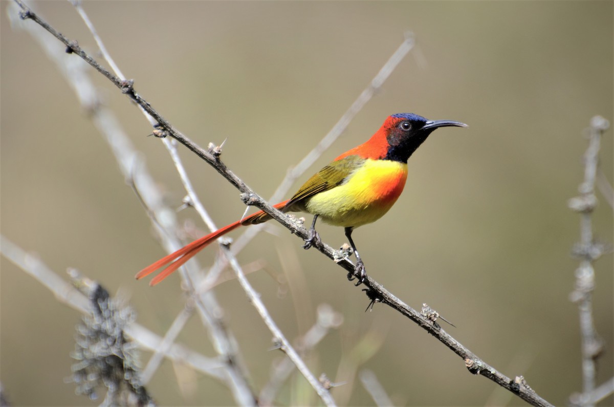 Fire-tailed Sunbird - Hathan Chaudhary