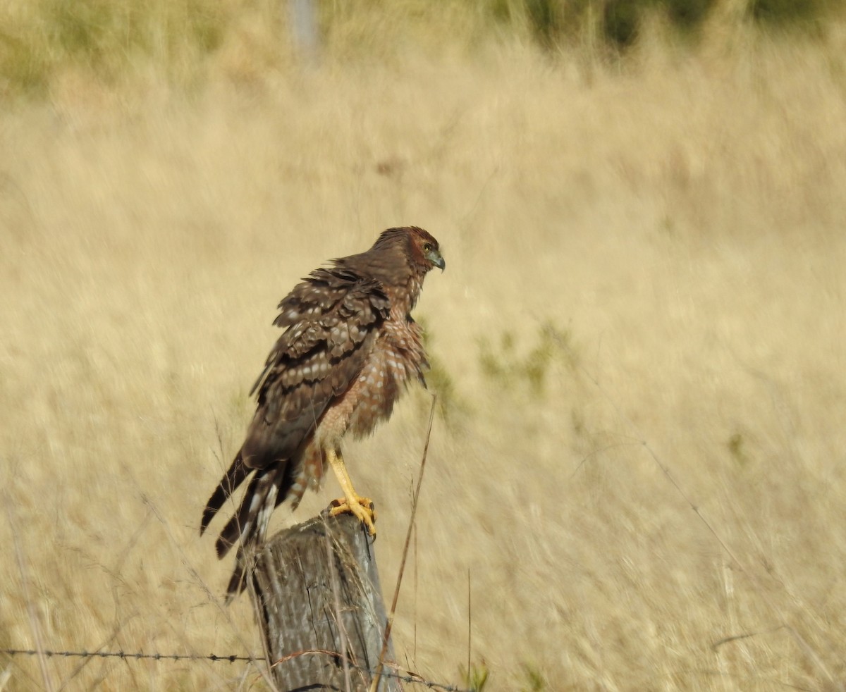 Spotted Harrier - ML66503191