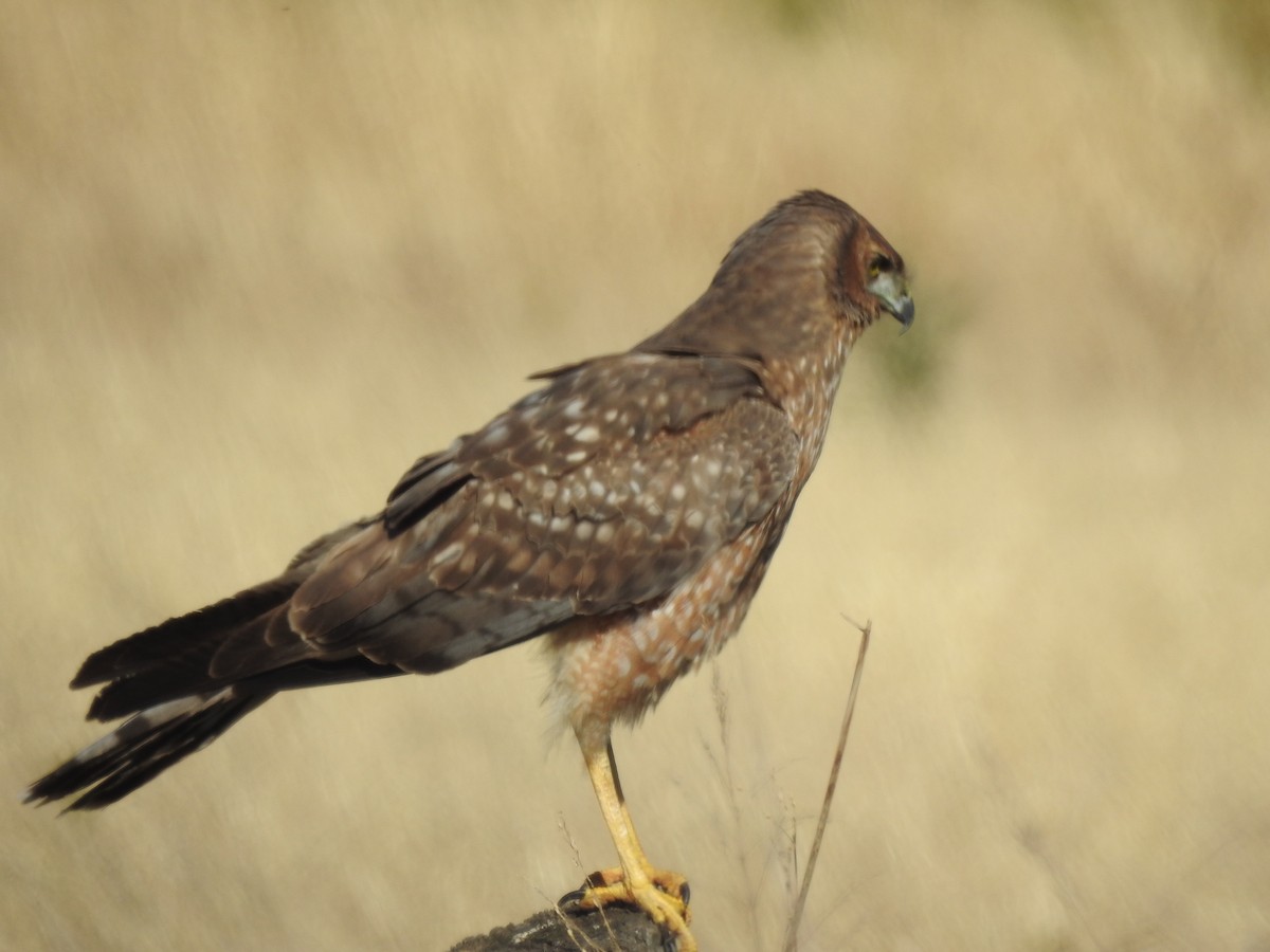 Spotted Harrier - ML66503201