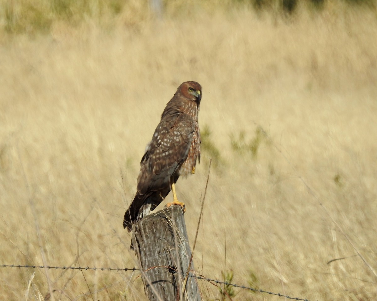 Spotted Harrier - ML66503241