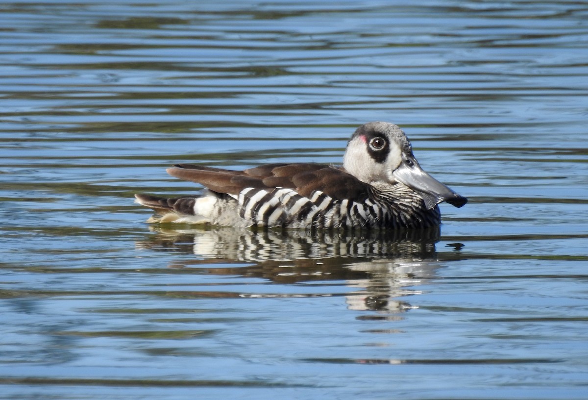 Pink-eared Duck - C Daley