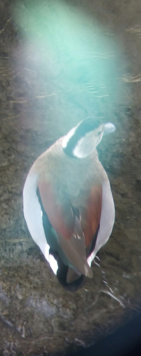 Ringed Teal - Anonymous