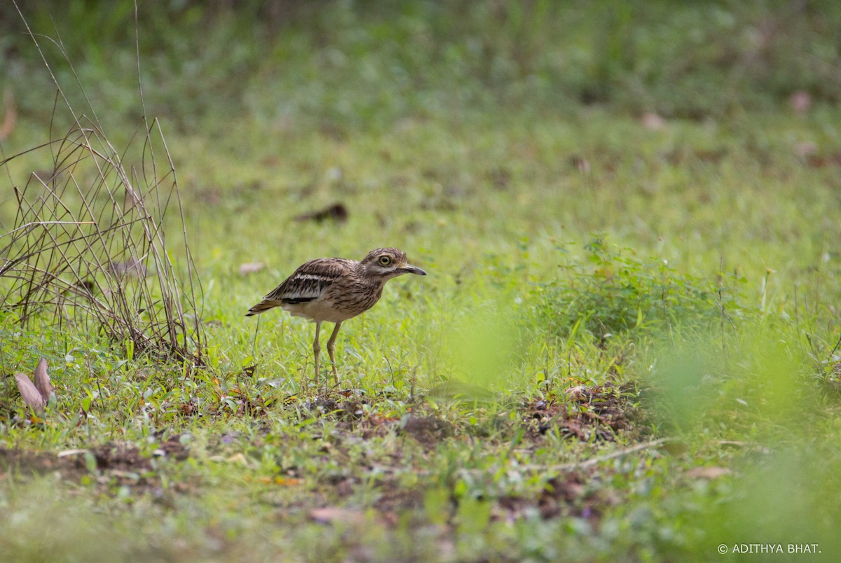 Indian Thick-knee - ML66503791