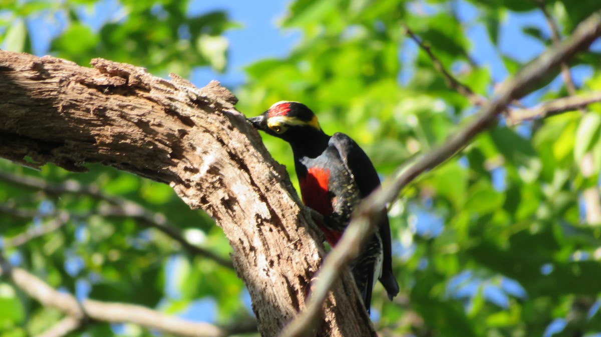 Yellow-tufted Woodpecker - Nancy Trautmann