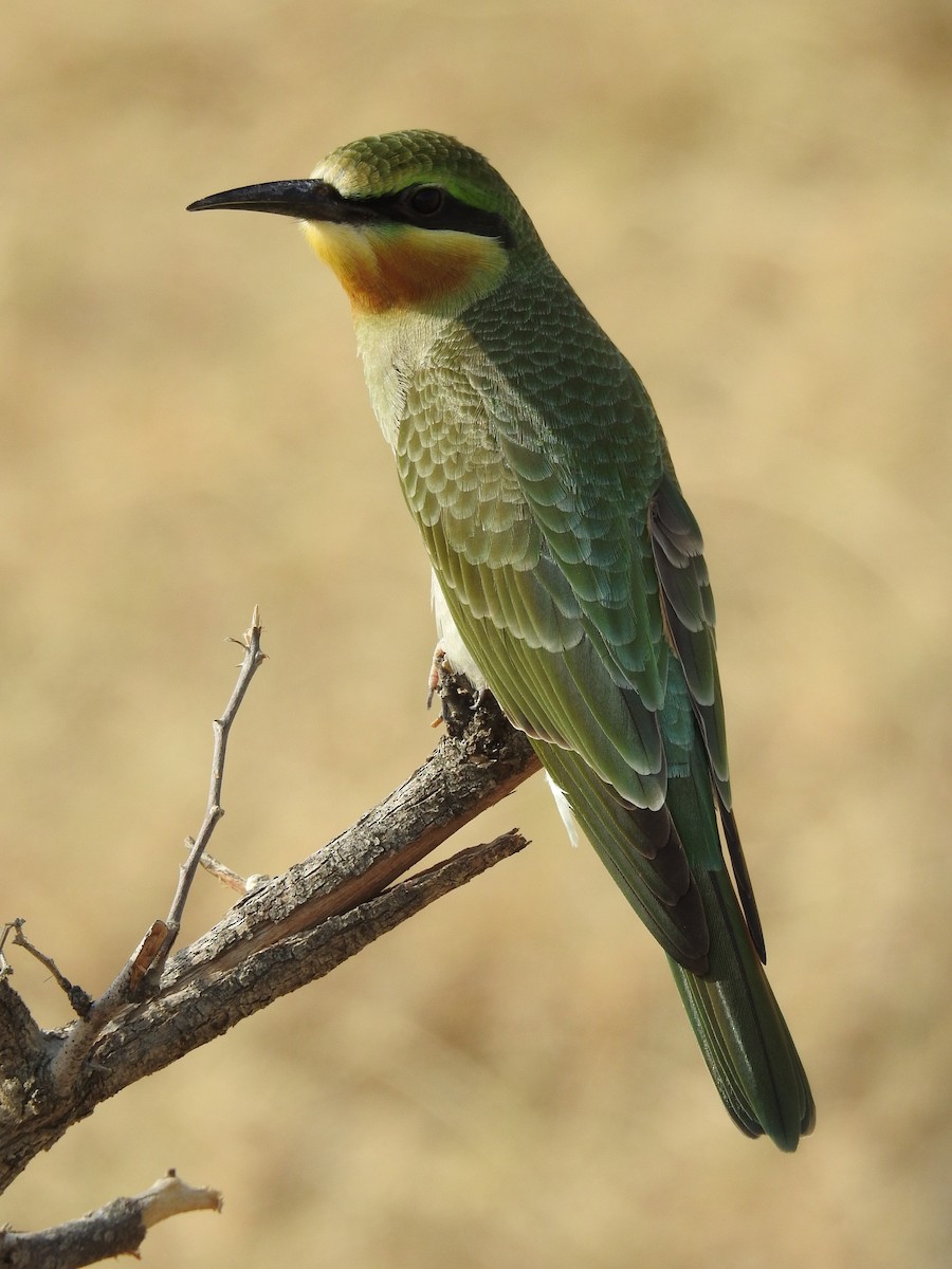 Blue-cheeked Bee-eater - ML66506541