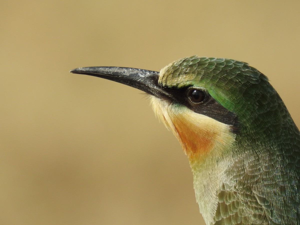 Blue-cheeked Bee-eater - ML66506561