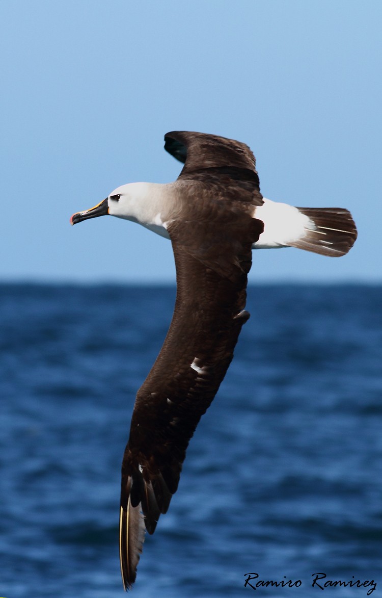 Atlantic Yellow-nosed Albatross - Ramiro Ramirez