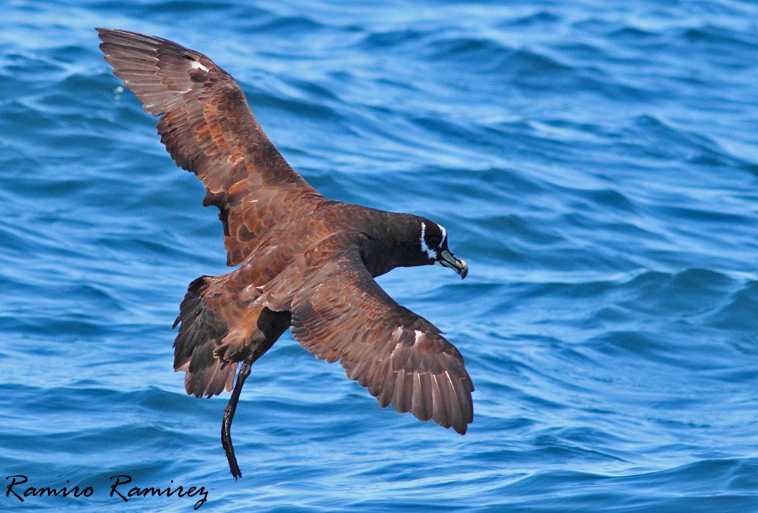 Spectacled Petrel - ML66510461