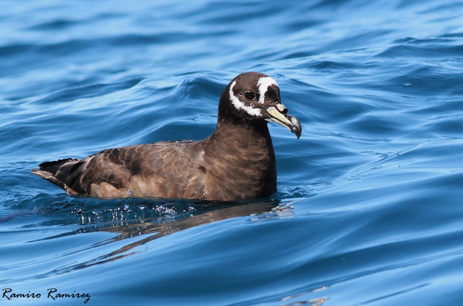 Spectacled Petrel - ML66510471