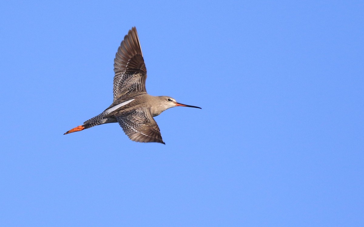 Spotted Redshank - ML66513241