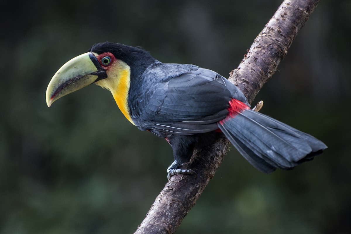 Red-breasted Toucan - Luiz Carlos Ramassotti