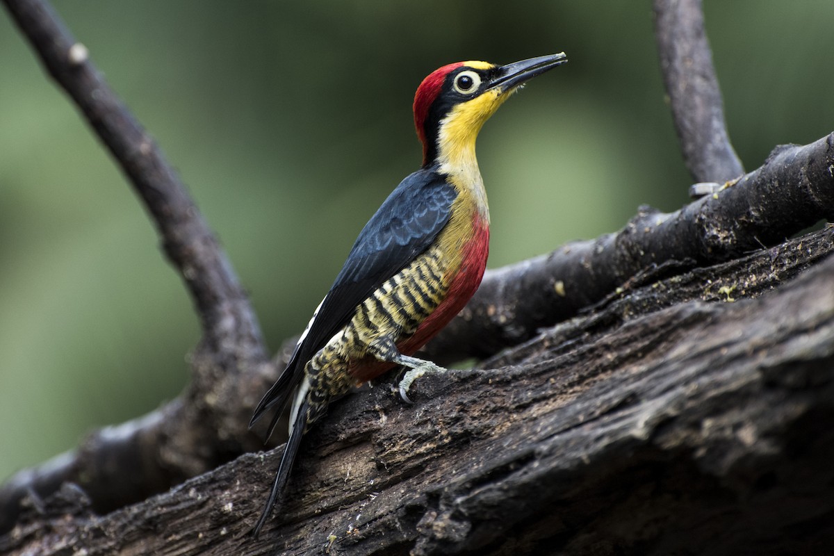 Yellow-fronted Woodpecker - ML66513381