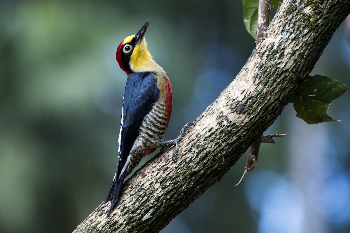Yellow-fronted Woodpecker - ML66513391