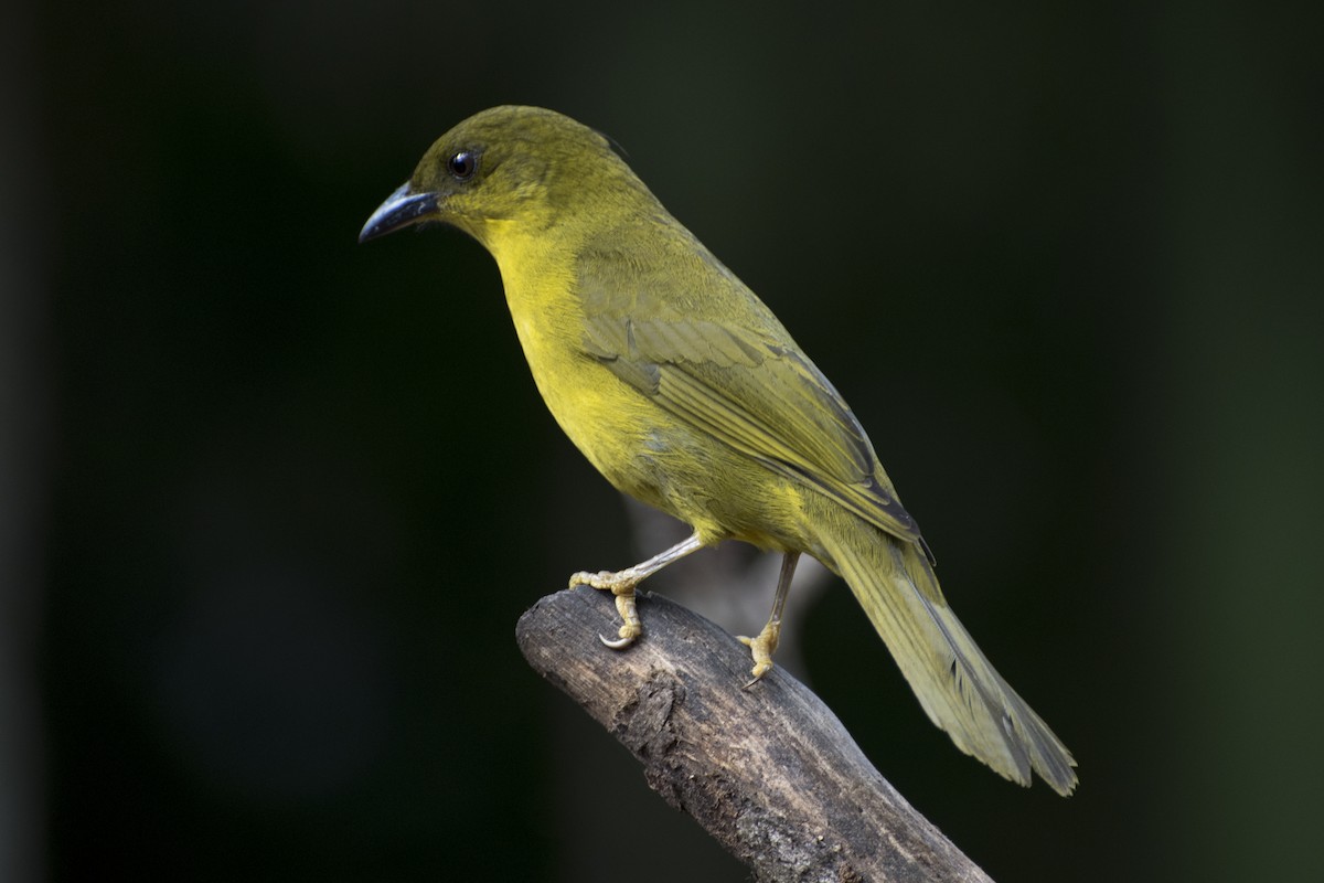 Olive-green Tanager - ML66513441