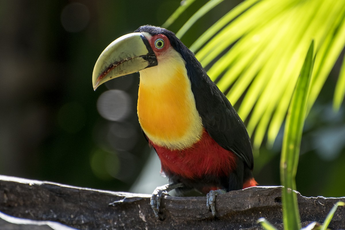 Red-breasted Toucan - ML66513491