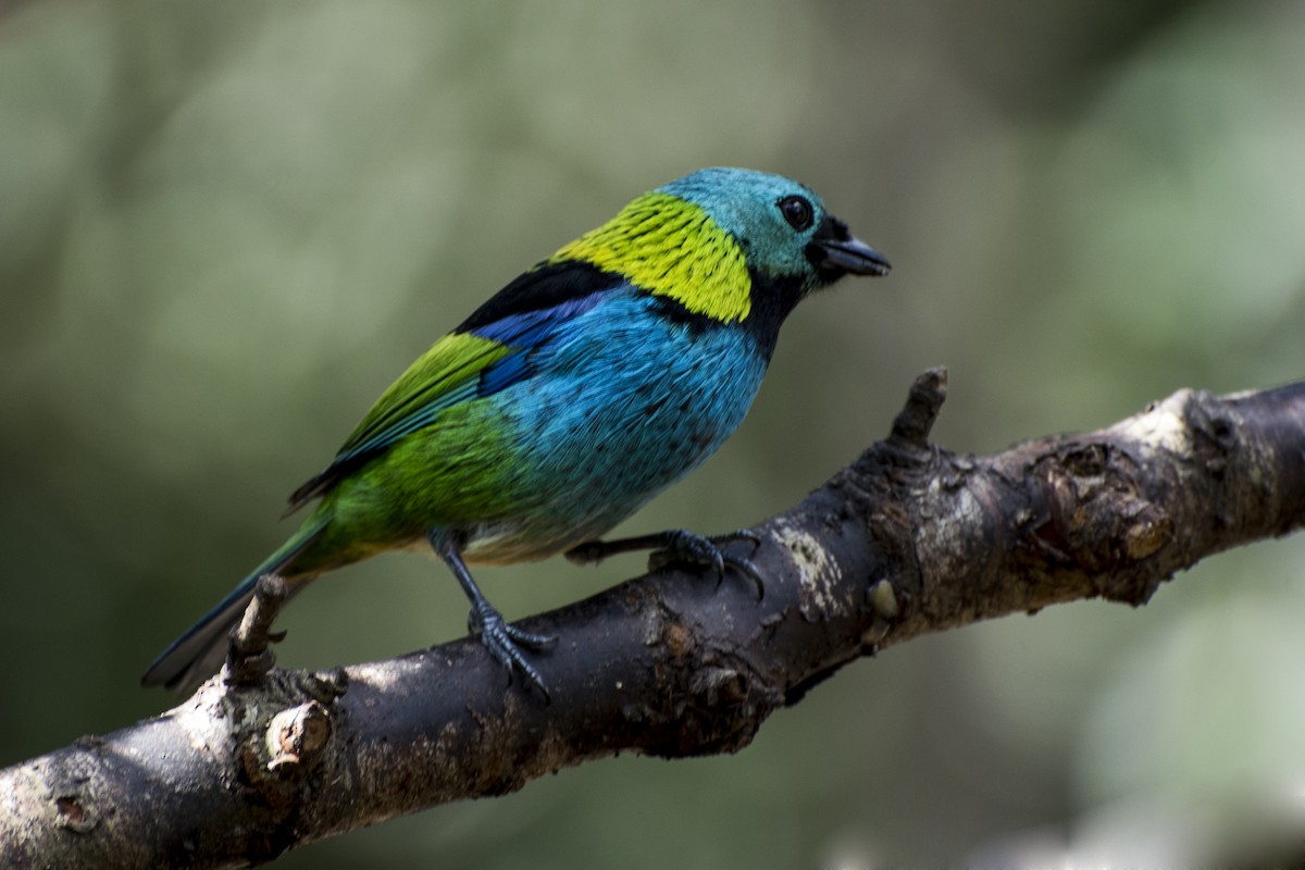 Green-headed Tanager - ML66513661