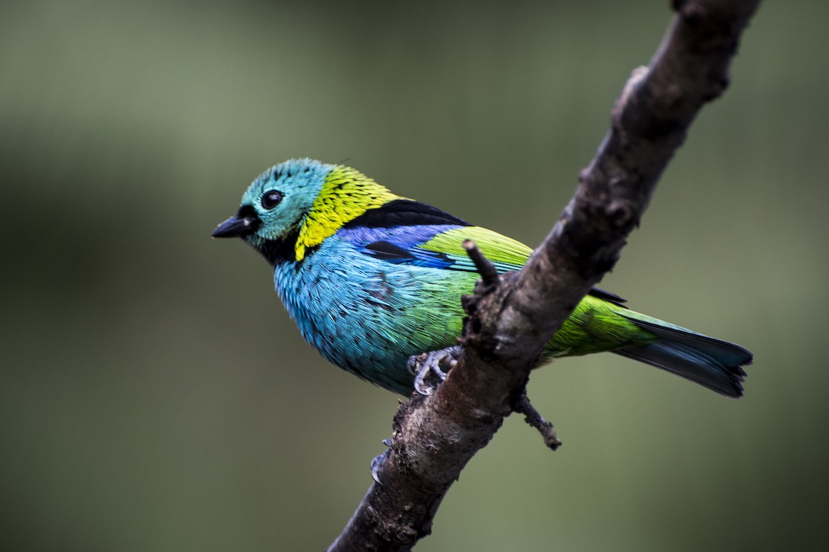 Green-headed Tanager - ML66513681