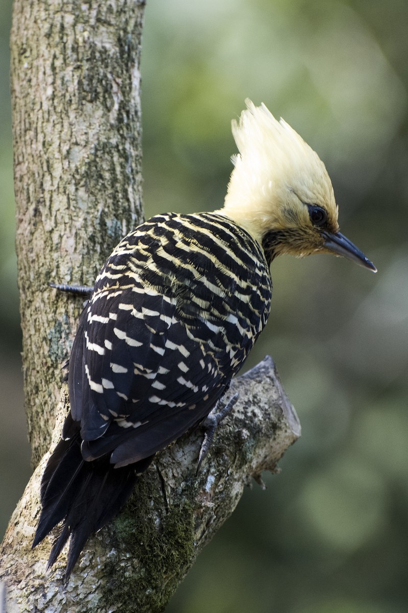 Blond-crested Woodpecker - ML66514251
