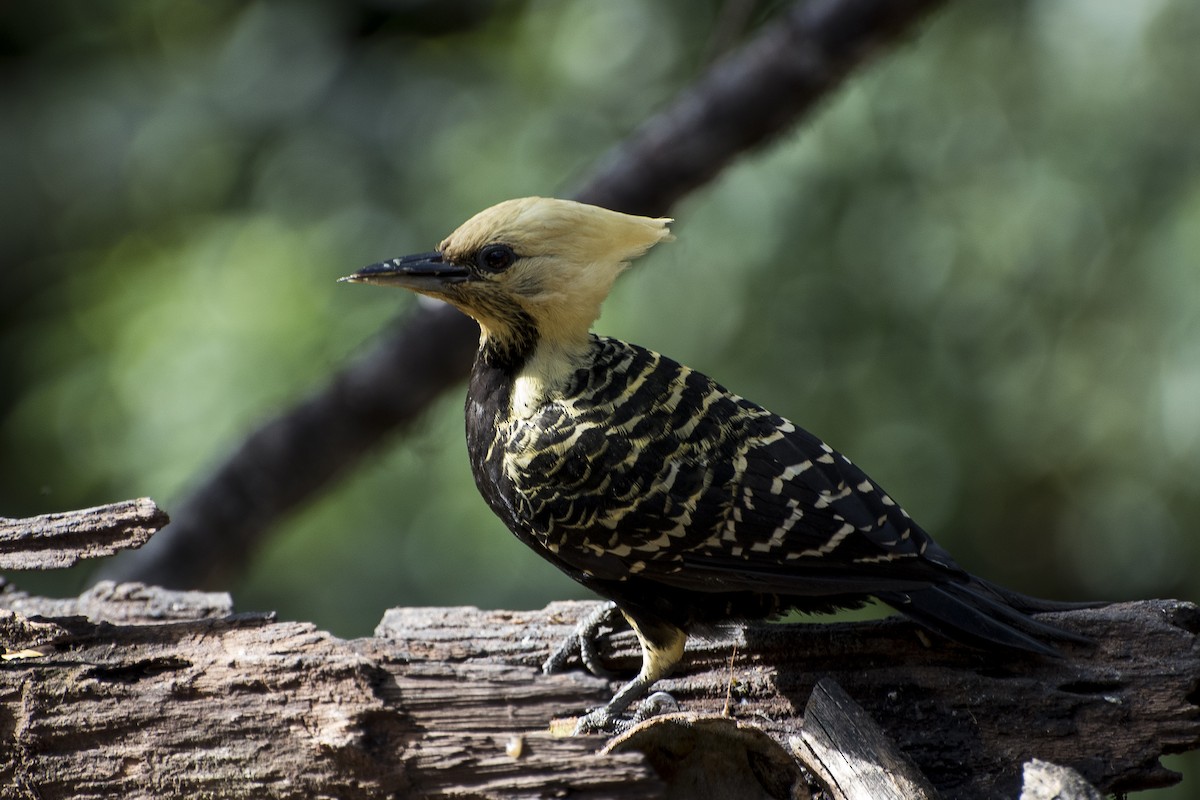 Blond-crested Woodpecker - ML66514281