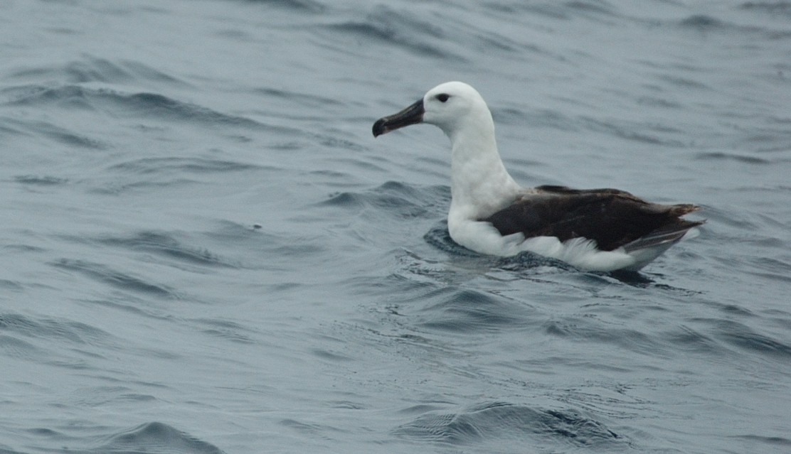Black-browed Albatross - Tor Egil Høgsås