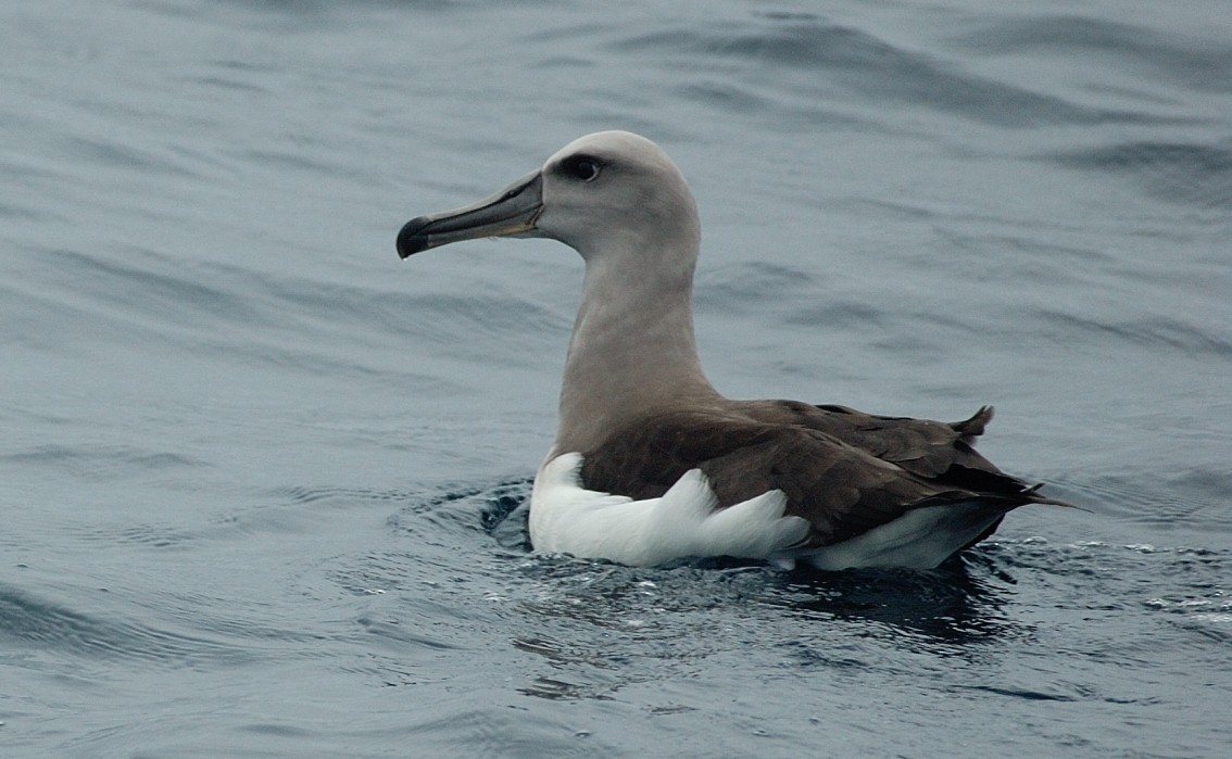 Buller's Albatross - Tor Egil Høgsås
