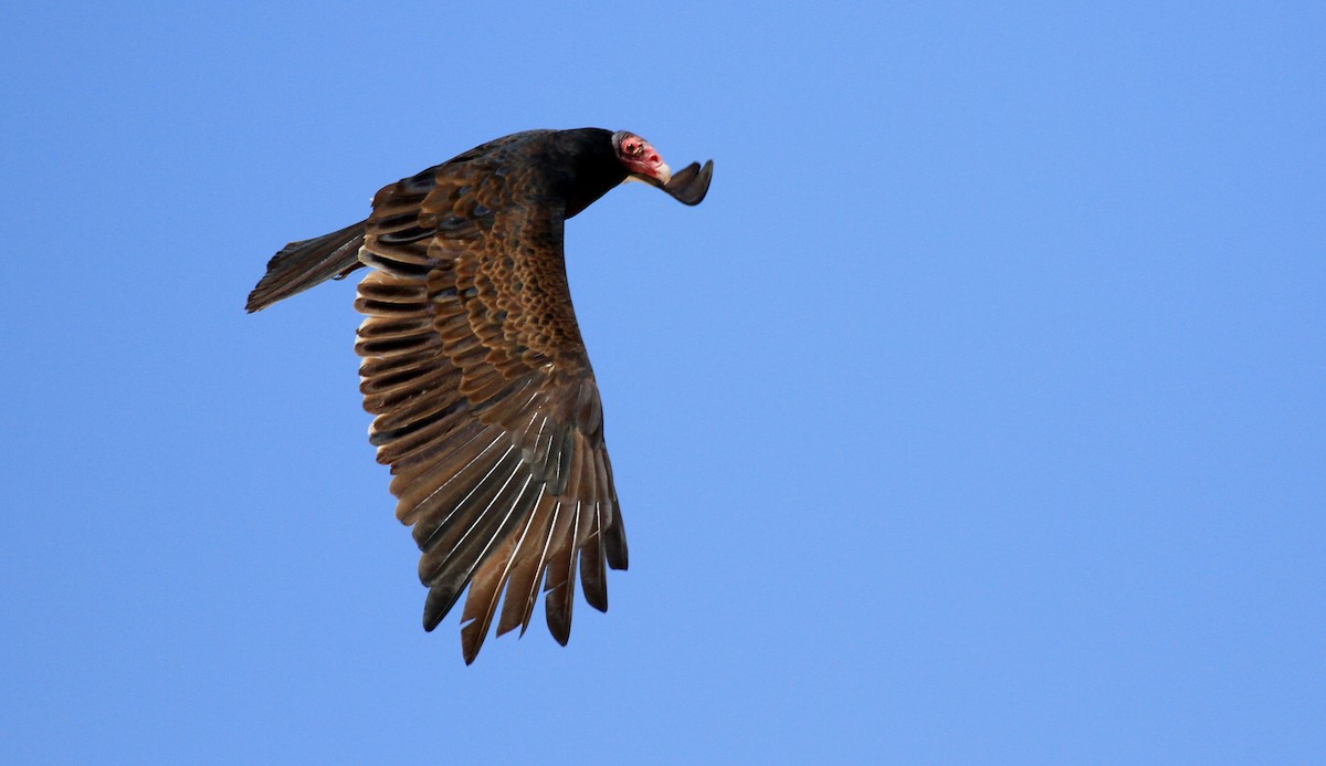 Turkey Vulture - Patrick MONNEY