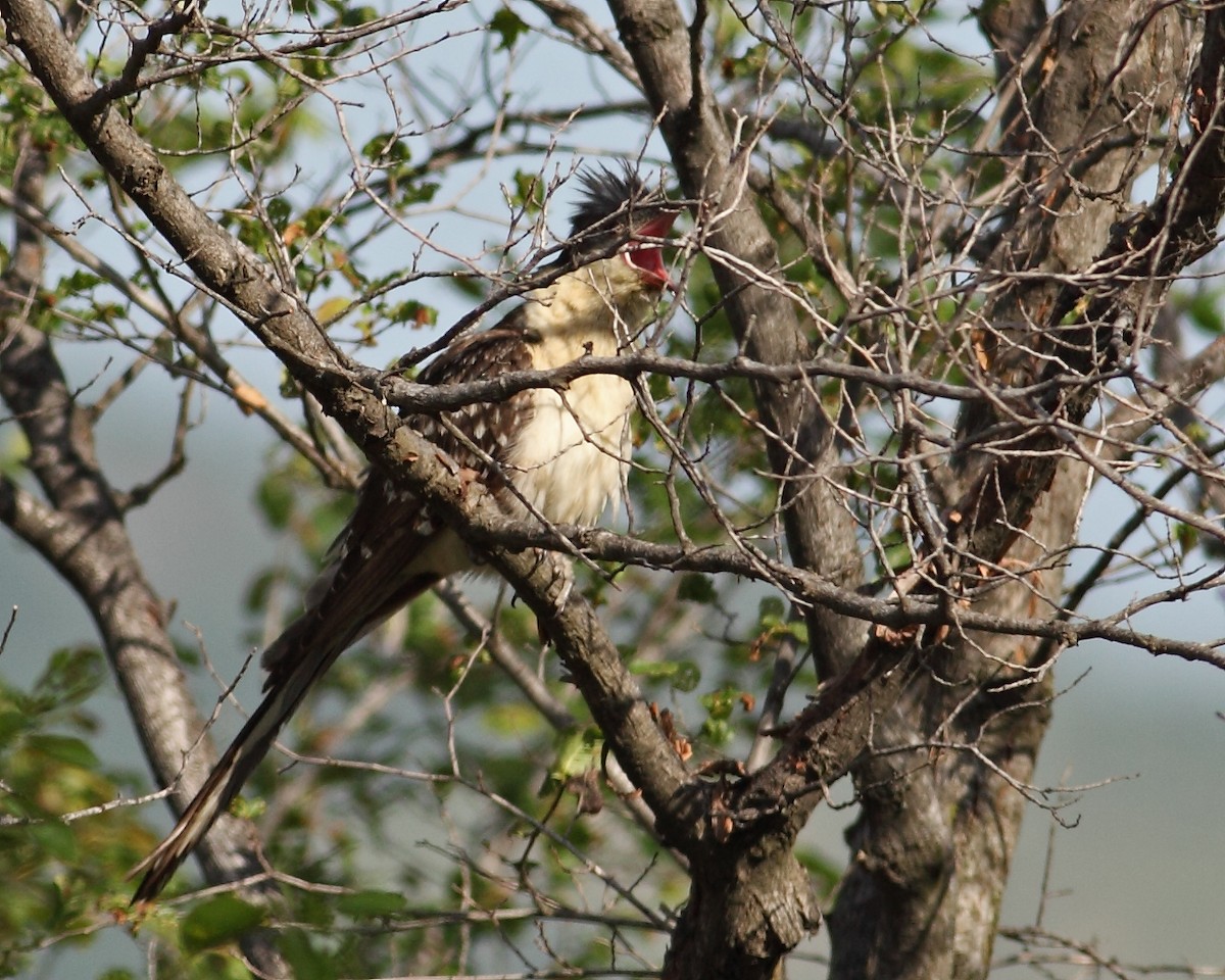 Great Spotted Cuckoo - Daniel Mitev