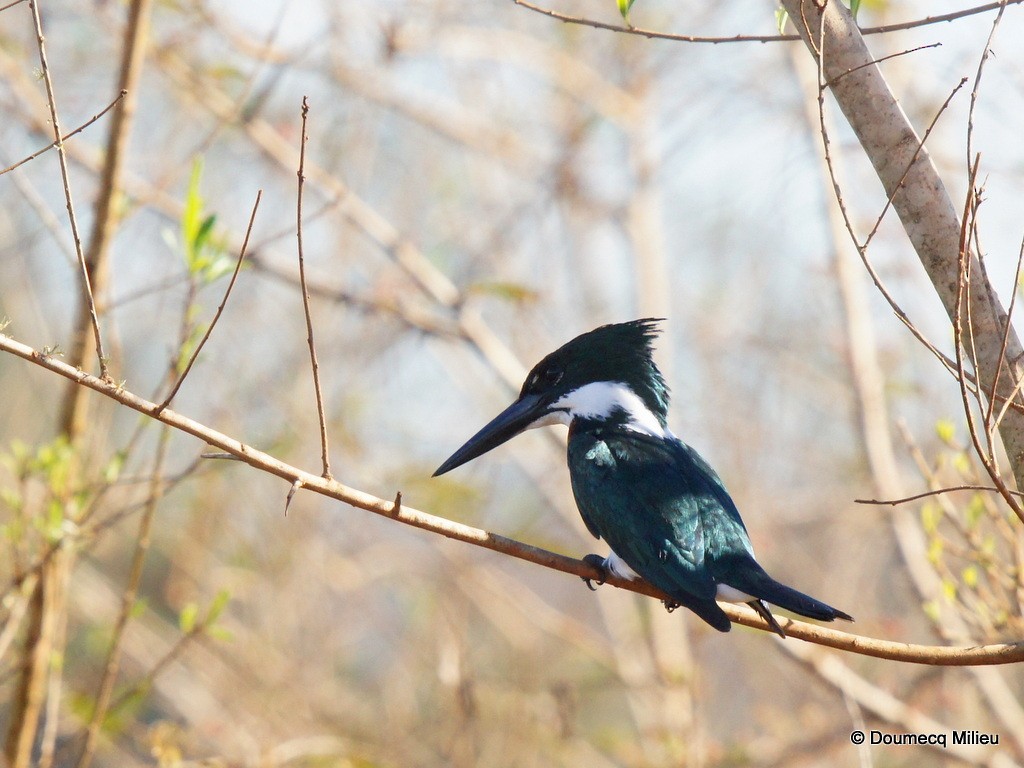 Amazon Kingfisher - Ricardo  Doumecq Milieu