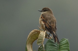  - Rufous-bellied Bush-Tyrant