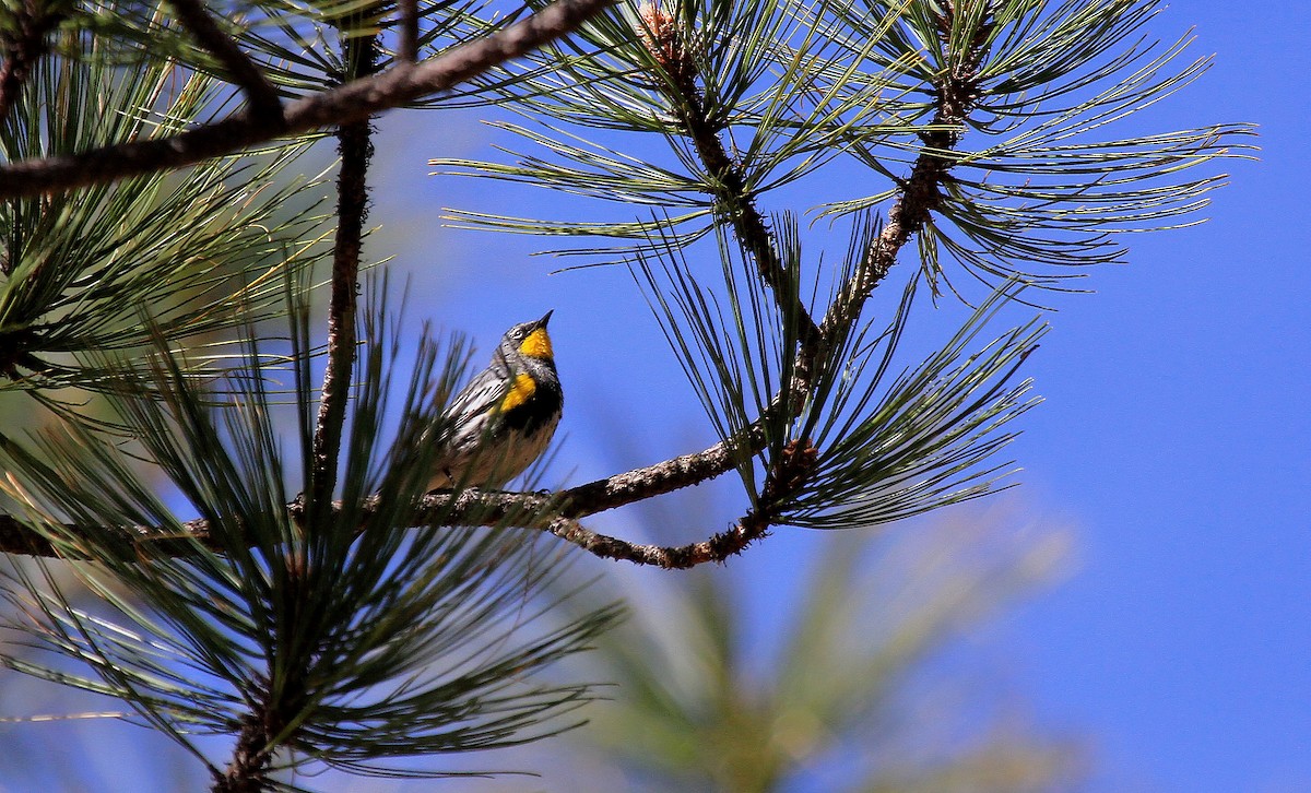 Yellow-rumped Warbler (Audubon's) - ML66519951