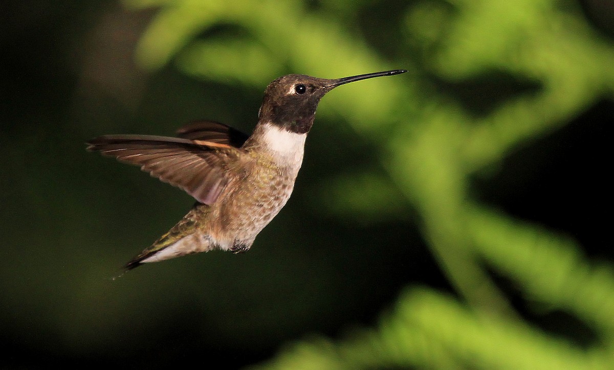Black-chinned Hummingbird - Patrick MONNEY