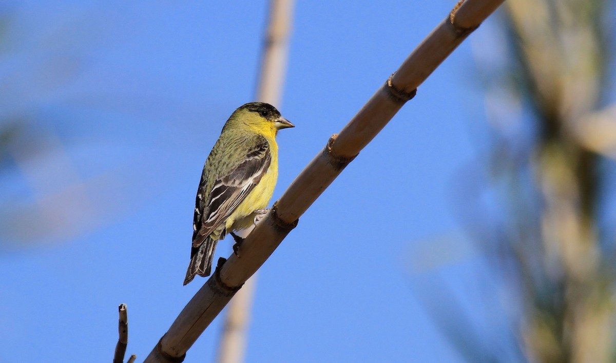Lesser Goldfinch - Patrick MONNEY