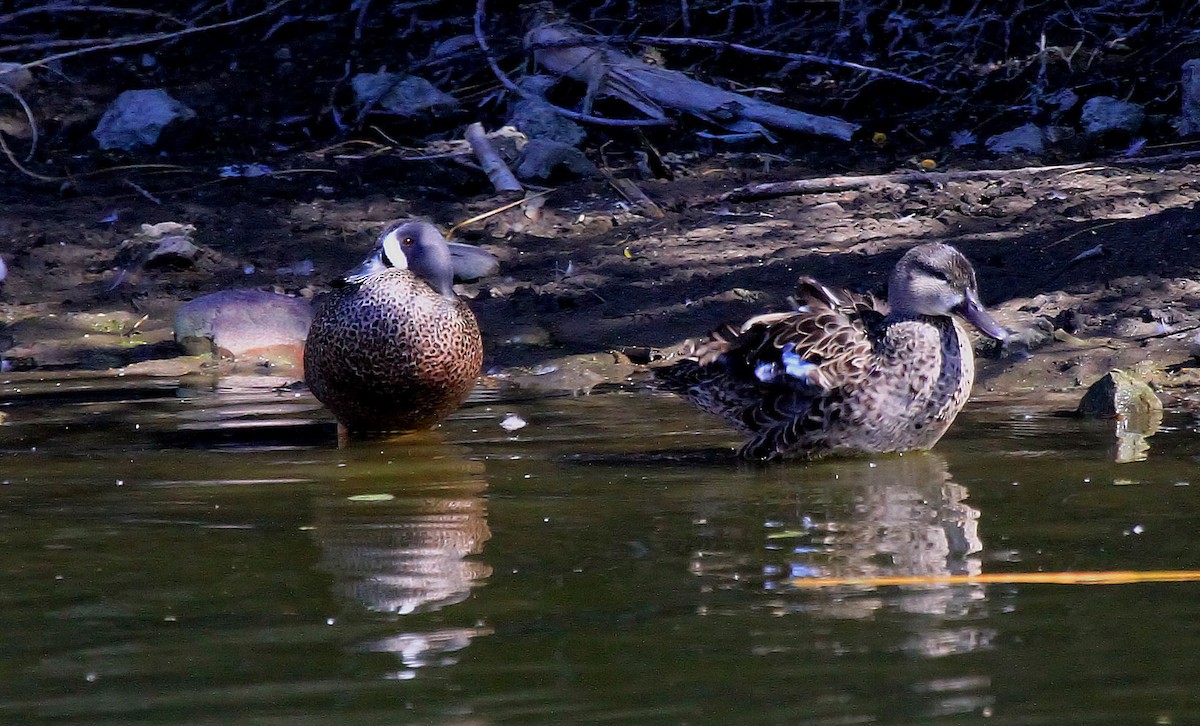 Blue-winged Teal - ML66522241