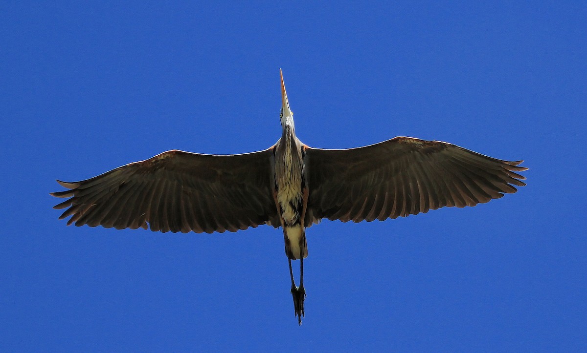 Great Blue Heron - Patrick MONNEY