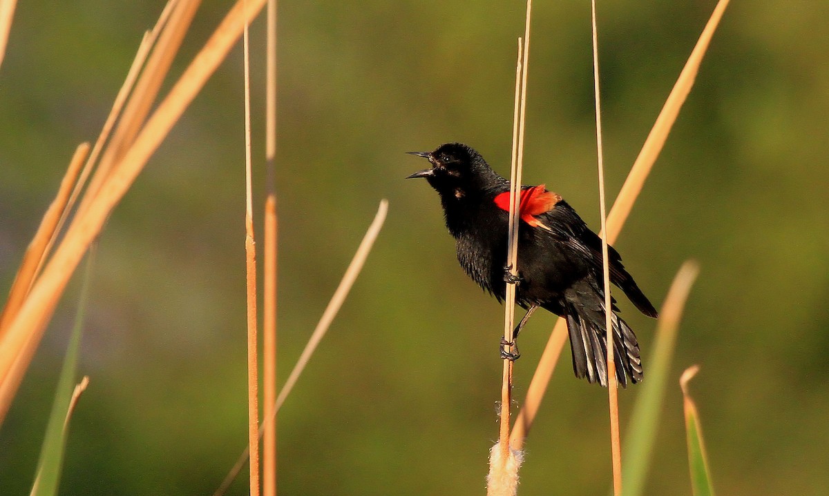 Red-winged Blackbird - ML66522591