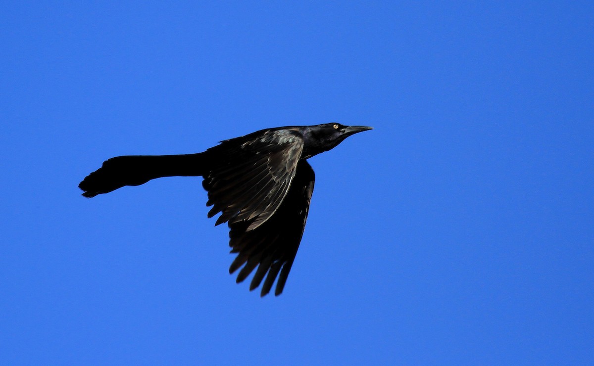 Great-tailed Grackle - ML66522621