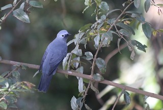  - Gray Cuckooshrike