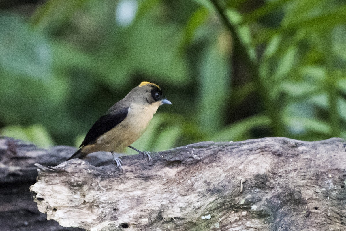 Black-goggled Tanager - ML66523291