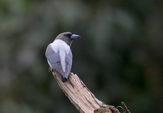  - Ivory-backed Woodswallow