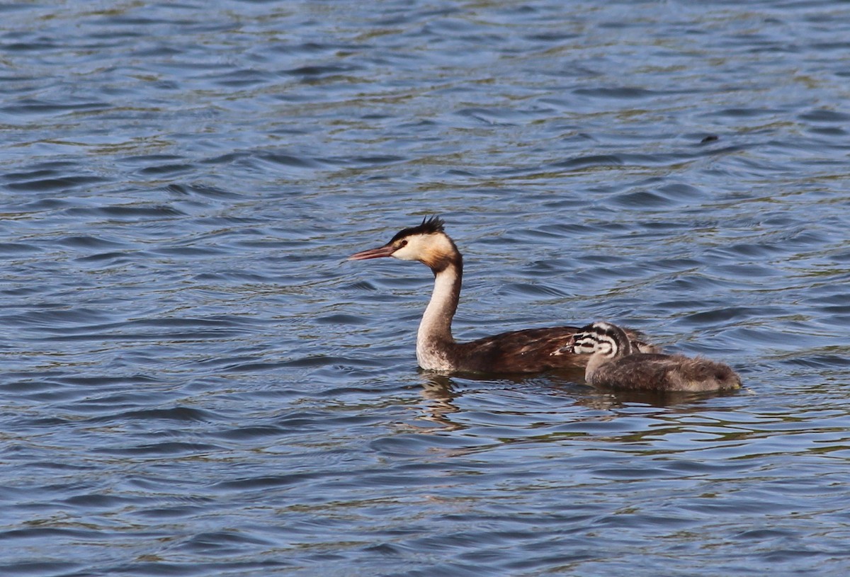 Great Crested Grebe - ML66528501