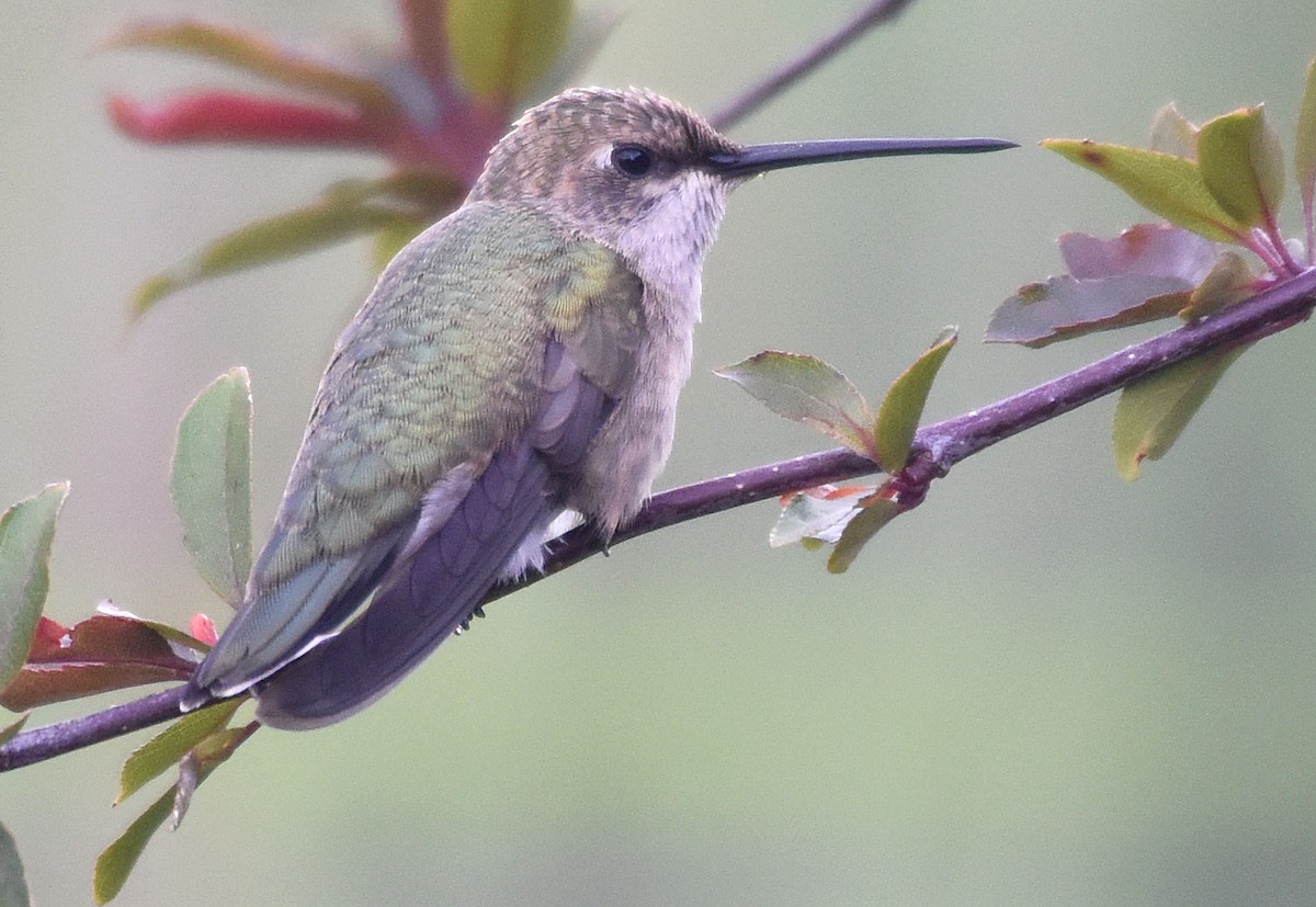 Black-chinned Hummingbird - Steven Mlodinow