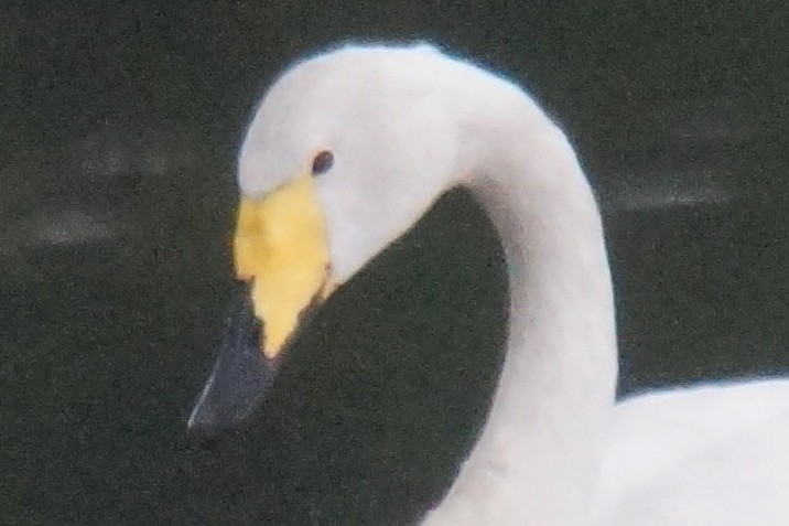 Whooper Swan - Heiko Heerklotz